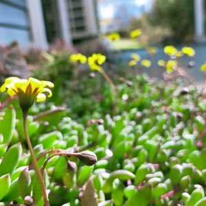 多肉植物,地植え多肉,たにくあそび。,多肉の冬越し,たにらーの画像