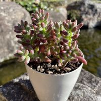 オーロラ,多肉植物,お花は癒し,花が好き❤,☆携帯撮影☆の画像