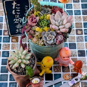 多肉植物の寄せ植えの投稿画像一覧｜🍀GreenSnap（グリーンスナップ） 