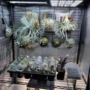 多肉植物,塊根植物,コーデックス,アガベ属, ビカクシダの画像