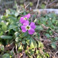 ナスターチューム,ハヤトウリ,私の癒し,種蒔きから,お花のある暮らしの画像