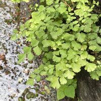 アジアンタム,アジアンタム,アジアンタム,シダ,今日のお花の画像