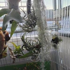 ウラボシ科,ビカクシダ属,着生植物,珍奇植物,ティランジア属の画像