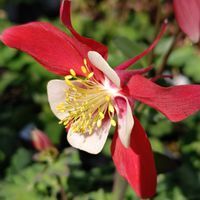 オダマキ,花のある暮らし,植中毒,花自慢,花中毒の画像