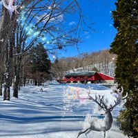 アジアンタム,観葉植物,北海道,雪景色,冬を楽しむの画像