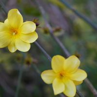 オウバイ,オウバイ,黄色い花,道端,青空の画像