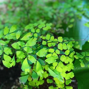 アジアンタム,シダ植物,シェードガーデン,しぞーか勢,おうち園芸の画像