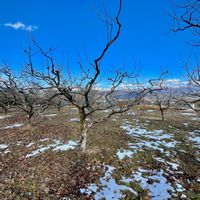 リンゴ,りんご畑,雪❄,南アルプス,里山大好き協会の画像