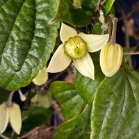 クレマチス,感謝,花のある暮らし,いつまでも,き　れ　い❤の画像