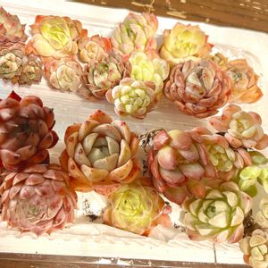 多肉,寄せ植え,多肉の寄せ植え,ガーデンピック,リメイクの画像