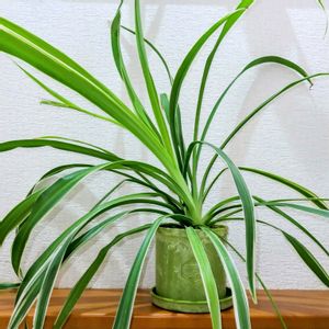 観葉植物,100均,花のある暮らし,緑のある暮らし,わが家の観葉植物❢の画像