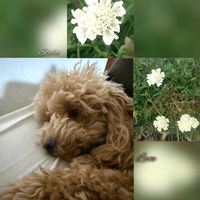 スカビオサ,ストック,バラ,八重咲きストック,ルーチェの画像