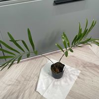 ザミア,フロリダーナ,観葉植物の画像