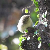 カルガモ,リュウノヒゲ,野鳥（ヤマガラ）,野鳥,お月様の画像