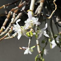 セッコク,セッコク　'蟹',日本の蘭,おうち園芸,コンペ芸の画像