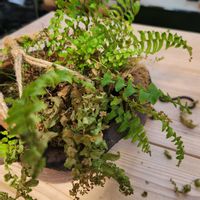 シダ,鉢植え,シダ植物,カット,お手入れの画像