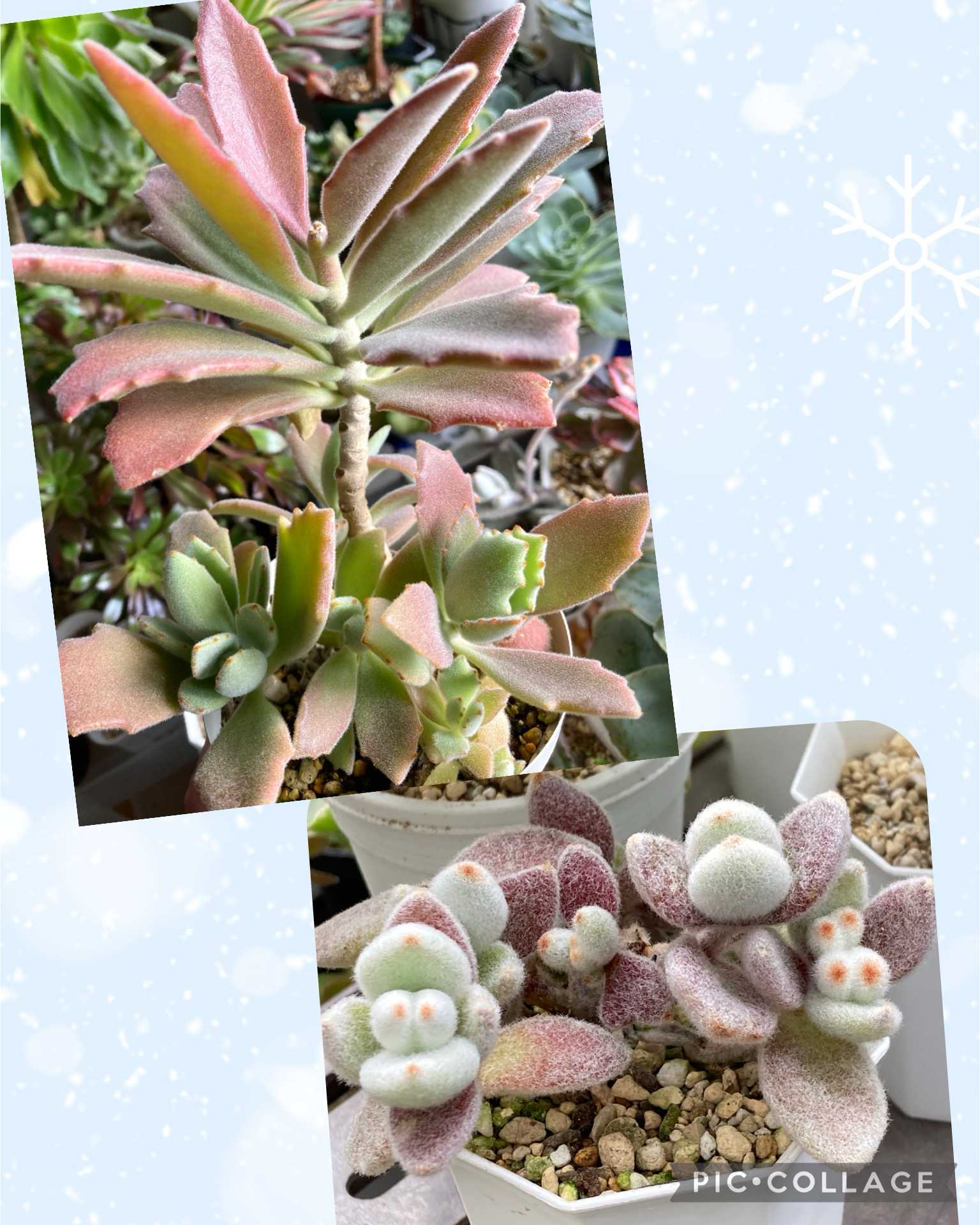 カランコエ 雪だるまの一覧｜🍀GreenSnap（グリーンスナップ）