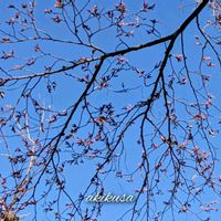 ハナミズキ,アカシデ,花水木,ハナミズキ（花水木）,白花ハナミズキの画像