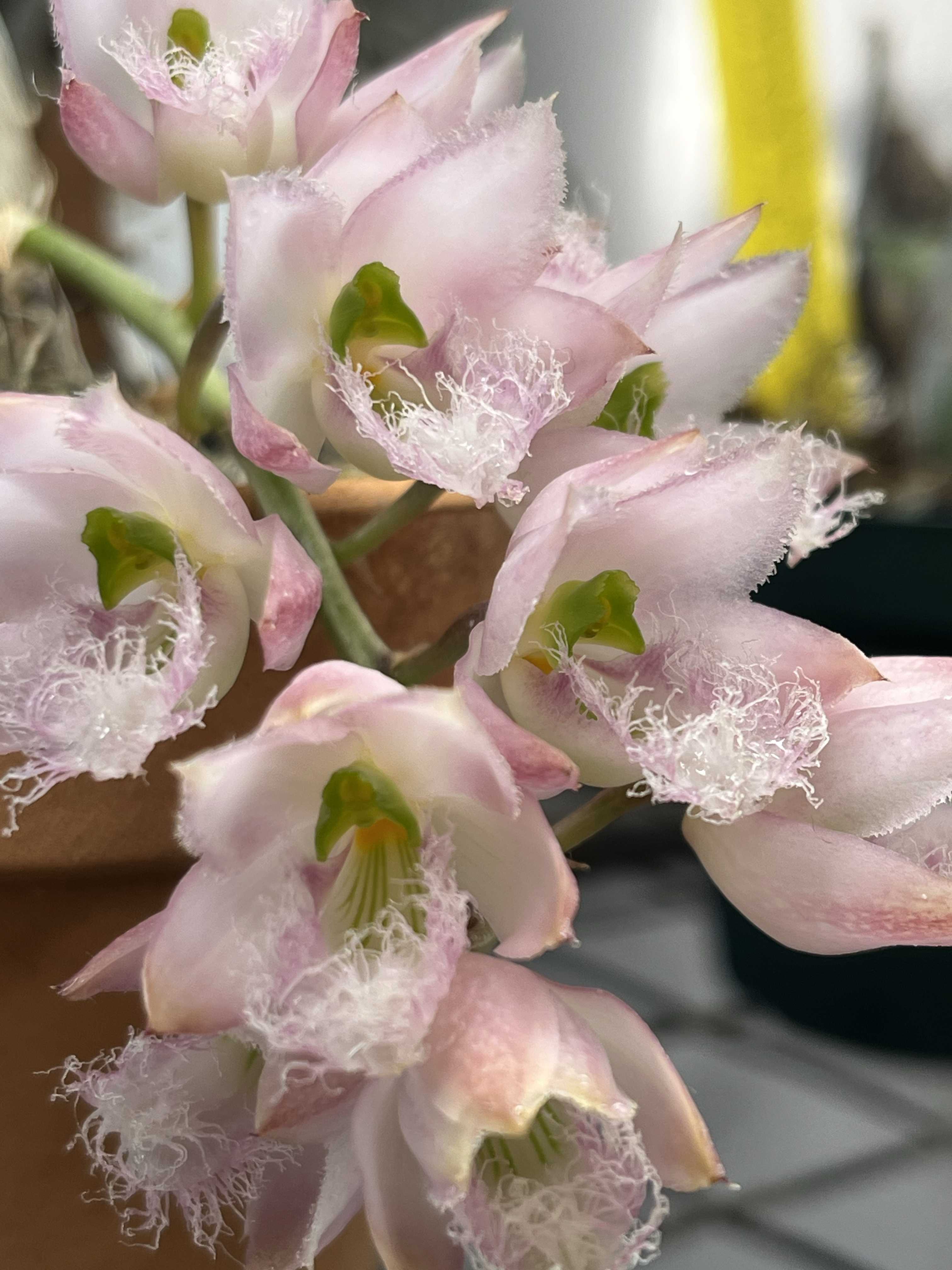 タケノコ蘭 SVO Mormodia Clowesia交配種 洋蘭 Clowesetum Stephen Moffitt 交配種 タケノコ蘭 強健種