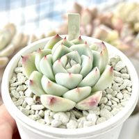 成長記録 白吉,エケベリア 白吉,エケベリア 白吉吉,神奈川タニラー,多肉男子の画像