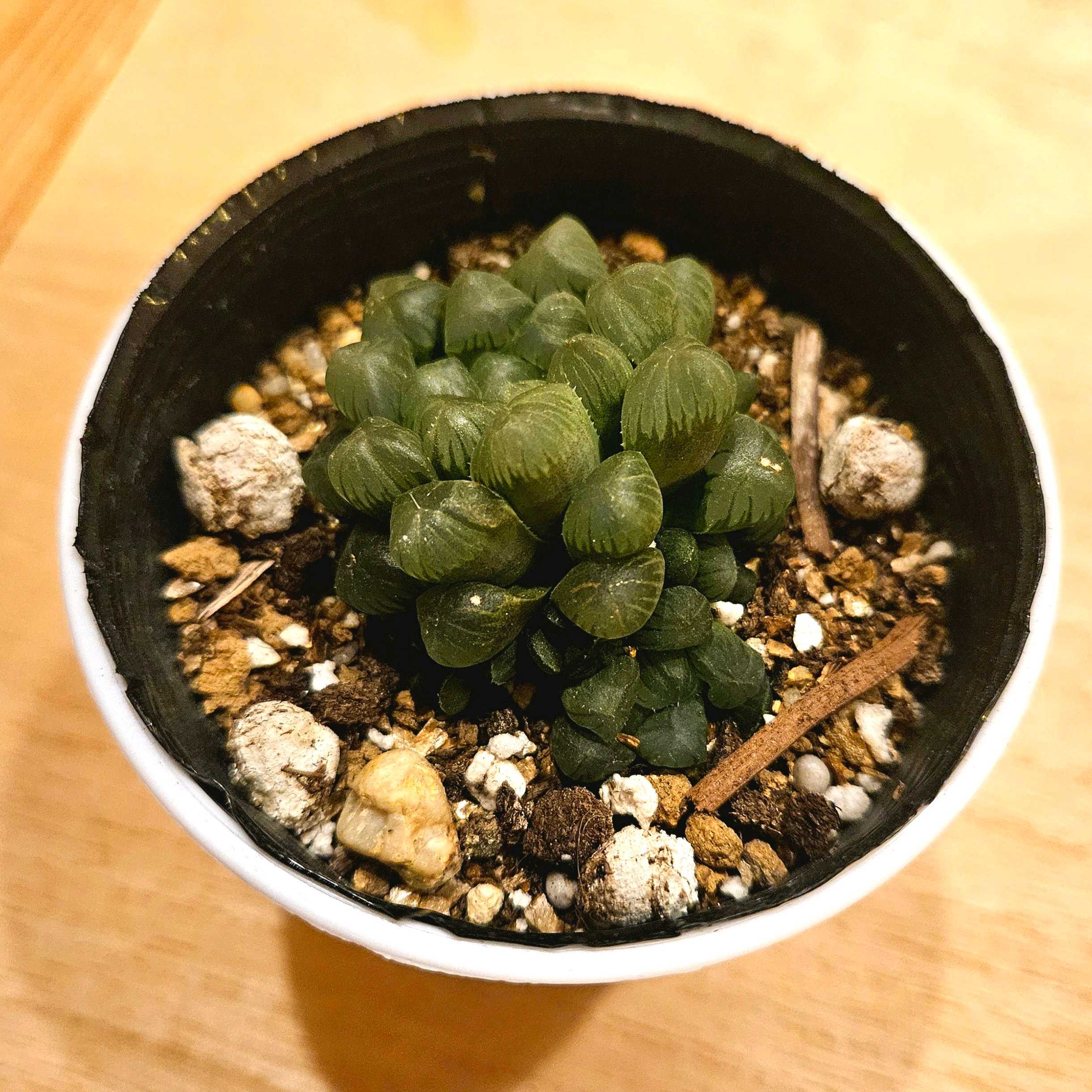 多肉植物　ハオルチア　トルンカーター 紫玉露（ハオルチア・クーペリートルンカータ）の基本情報・育て