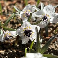 セツブンソウ,バイカオウレン,山野草,スプリングエフェメラル,大船フラワーセンターの画像