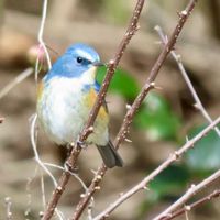 サンショウ,ルリビタキ♂,ルリビタキ♂,里山大好き協会,鳥さん☆大好きの画像