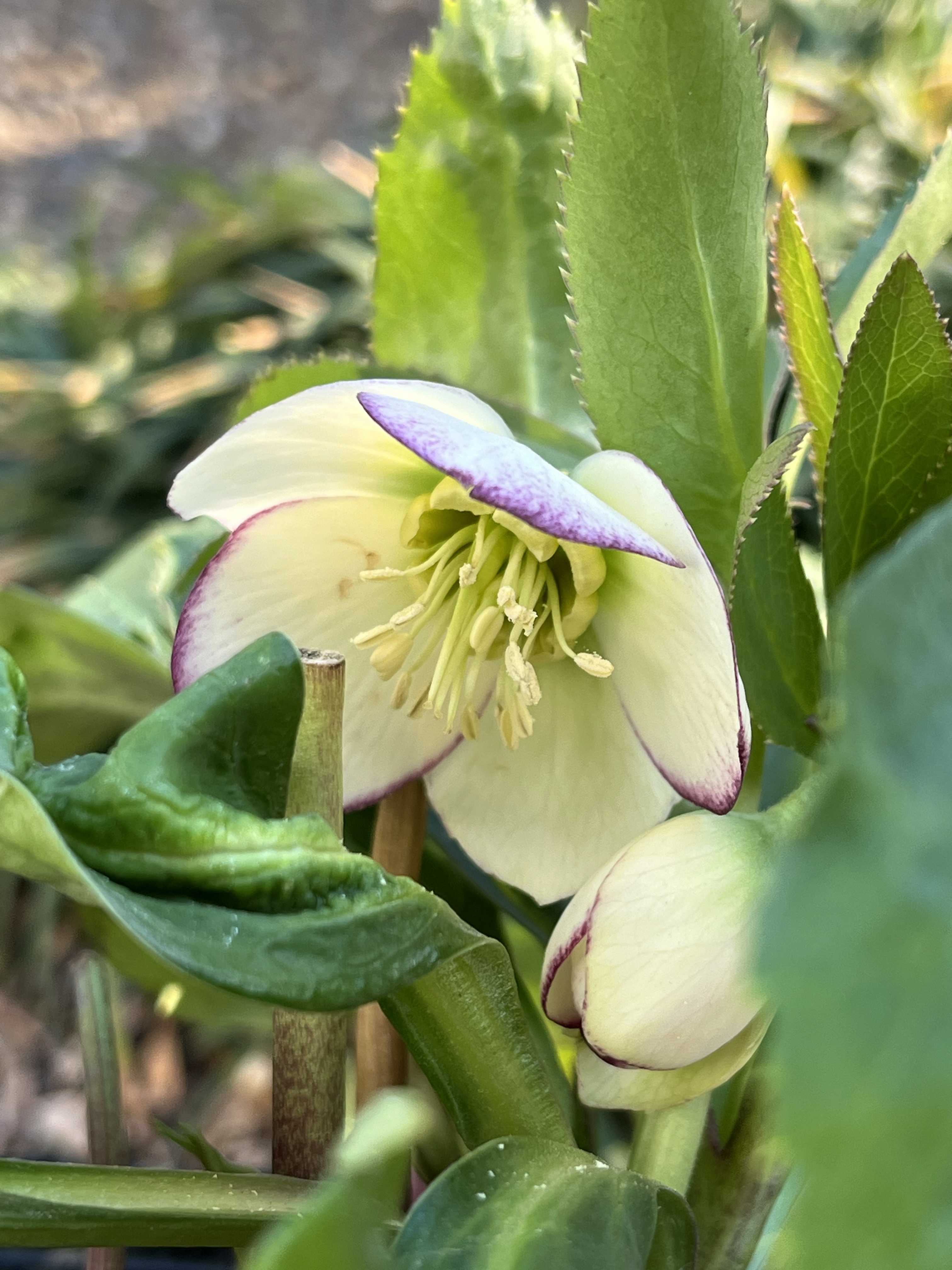 クリスマスローズ リトルビーストの一覧｜🍀GreenSnap（グリーンスナップ）