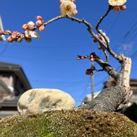 バオバブ,水仙の蕾,白梅 盆栽,白い水曜日♡の画像