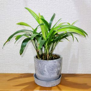 観葉植物,100均,花のある暮らし,緑のある暮らし,わが家の観葉植物❢の画像