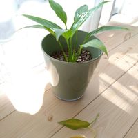 スパティフィラム,観葉植物,初心者,観葉植物のある暮らし,リビング・ダイニングの画像