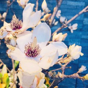 白木蓮,枝物,早春の花,装花,今日も元気での画像