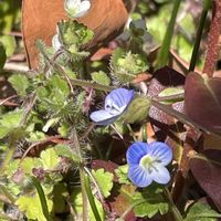 オオイヌノフグリ,オオイヌノフグリ,コゴメイヌノフグリ,コゴメイヌノフグリ,山野草の画像