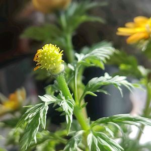 フクジュソウ,緑組♪,窓辺の画像