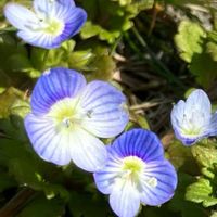 オオイヌノフグリ,山野草,あぜ道,土手,今日のお花の画像