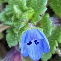 オオイヌノフグリ,ポピー,ざくろ（柘榴）,青い花.,散歩道の画像