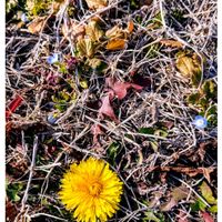 オオイヌノフグリ,タンポポ,ガーデニング,花のある暮らし,今日のお花の画像