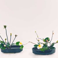 ボケ,白玉椿,木瓜(ボケ),ゼンマイ,椿 つばきの画像
