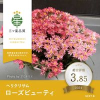 ヘリクリサム,ヘリクリサムローズビューティー,ガーデニング,花のある暮らし,植物のある暮らしの画像