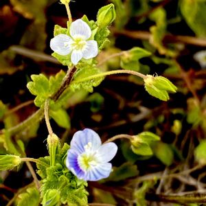 オオイヌノフグリ,シロバナオオイヌノフグリ,雑草,オオバコ科,帰化植物の画像