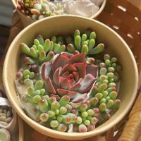 乙女心,レッドドラゴン,多肉植物,紅葉する多肉,紅葉多肉の画像