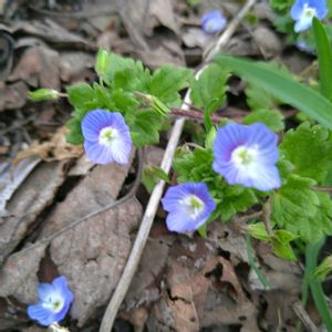 オオイヌノフグリ,ホトケノザ,星の瞳,オオイヌノフグリ   星の瞳,桜 さくら サクラの画像