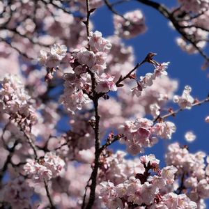 スイトピー,熱海桜,切り花,リビング,花瓶の画像