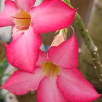 アデニウム,花のある暮らし,キョウチクトウ科,花自慢,花中毒の画像