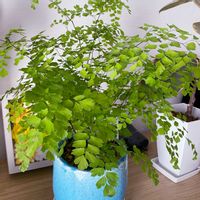 アジアンタム,観葉植物,観葉植物のある暮らし,玄関の画像