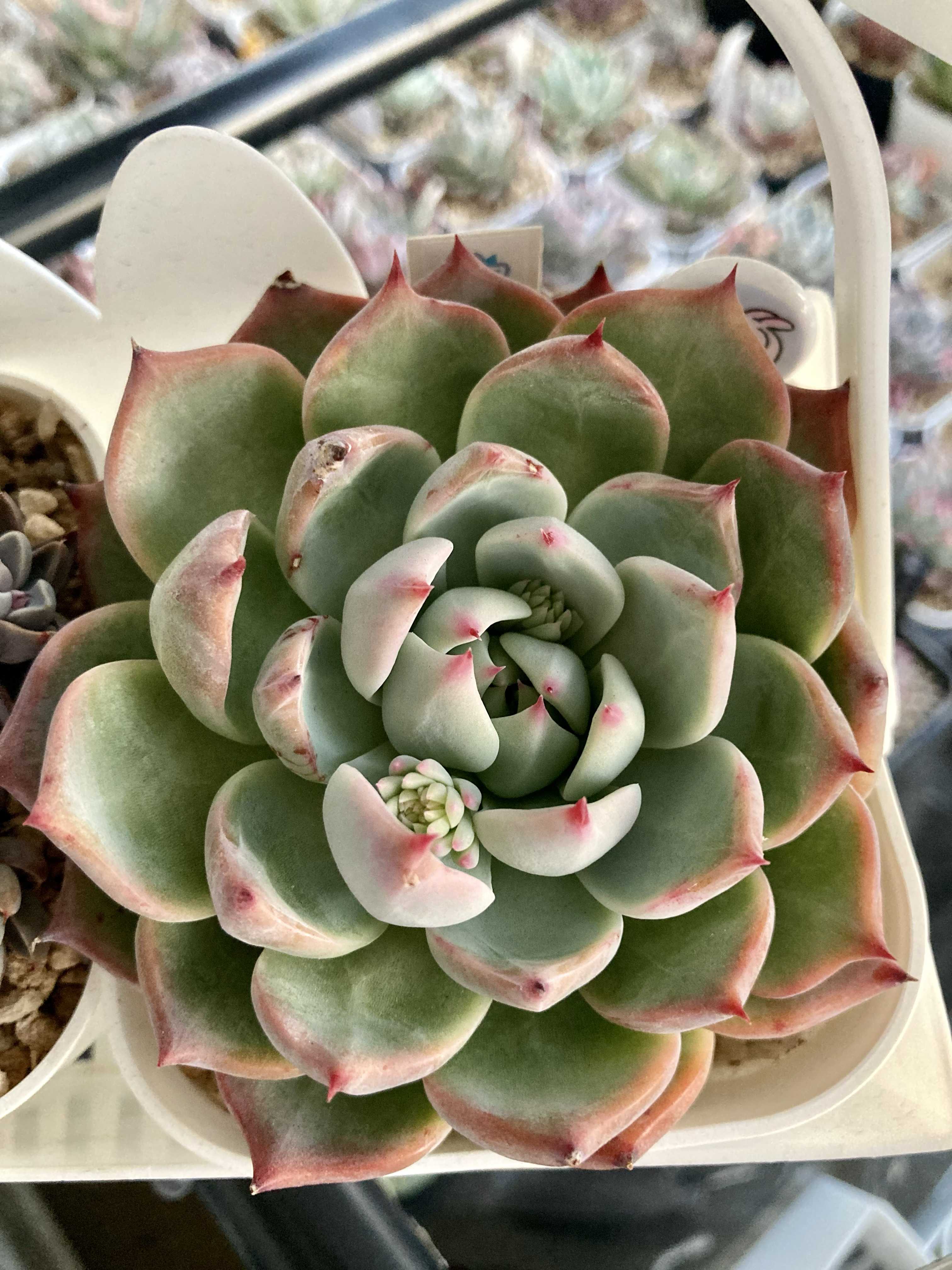 美苗❤️シモヤマコロラータ✨ シモヤマコロラータ】⑪むらさき園㉑エケベリア 成長記録 多肉