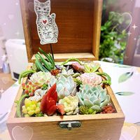 多肉植物寄せ植え,多肉寄せ植え,多肉箱庭,癒し,今日の一枚の画像