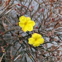 アロエ,黄梅,柊南天,白芯卜伴,共に生きよう石川県の画像