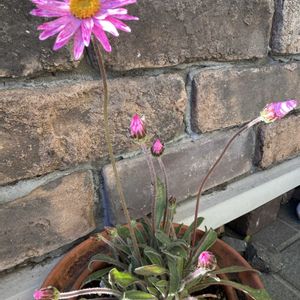 ローレンセラ,可愛い,お気に入り♡,ピンクの花,にじの画像