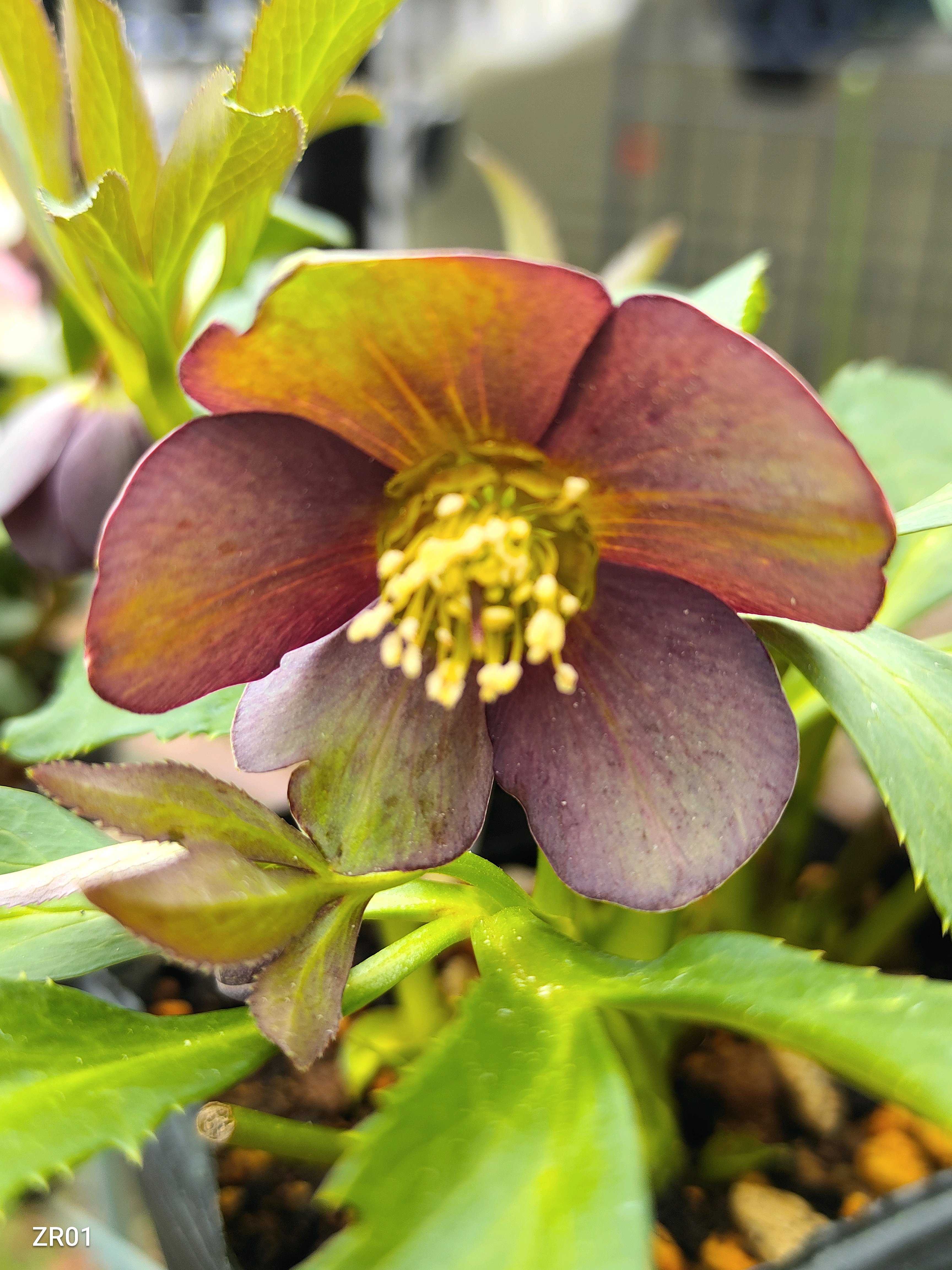 クリスマスローズ リトルビーストの一覧｜🍀GreenSnap（グリーンスナップ）